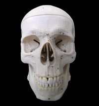 Middle cranial fossa, foramina