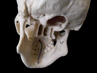 Middle cranial fossa, foramina