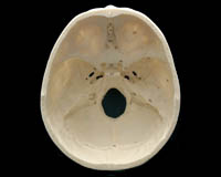 Intracranial base, foramina
