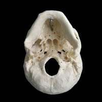 Skull base, foramina